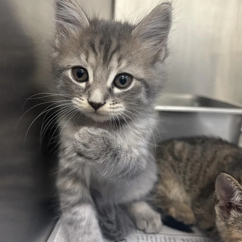 A baby small-sized female Calico Domestic Short Hair cat named Turtle for adoption in Auburn, AL
