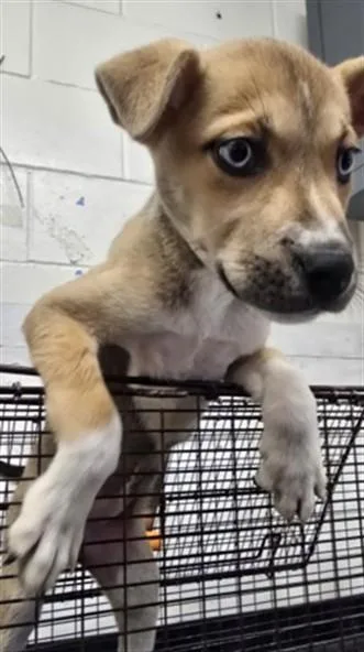 A baby small-sized female Siberian Husky dog named Bingo for adoption in San Bernardino, CA