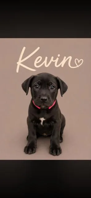 A baby medium-sized male Mixed Breed dog named Kevin for adoption in Marion, NC