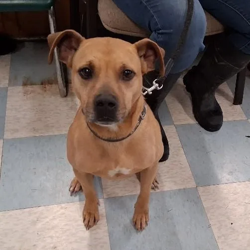 An adult medium-sized female Terrier dog named Nakita for adoption in Philippi, WV