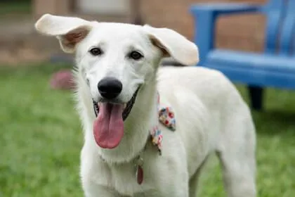 An adult medium-sized female White / Cream Labrador Retriever dog named Sizzle for adoption in Houston, TX