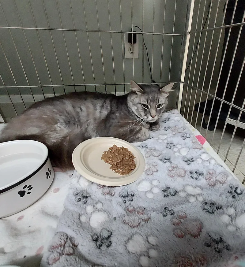A young medium-sized male Tabby (Gray / Blue / Silver) Domestic Medium Hair cat named Cody for adoption in Ellicott City, MD