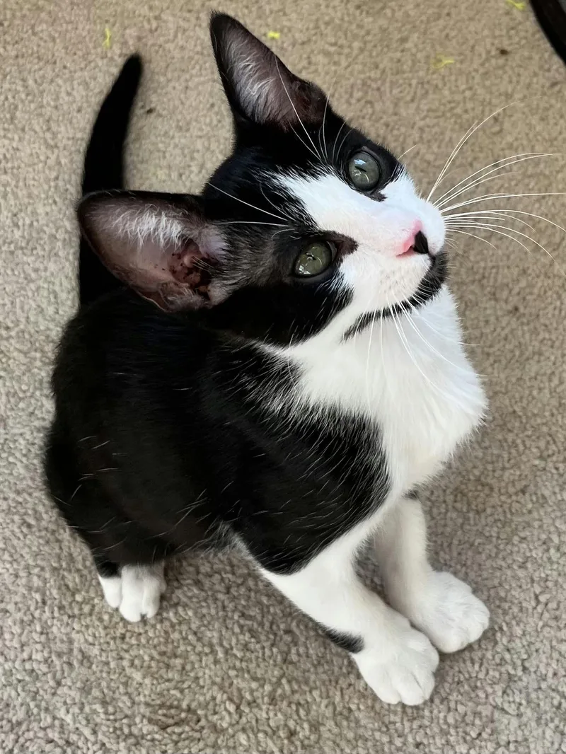 A baby medium-sized female Black & White / Tuxedo Domestic Short Hair cat named Miles for adoption in Houston, TX