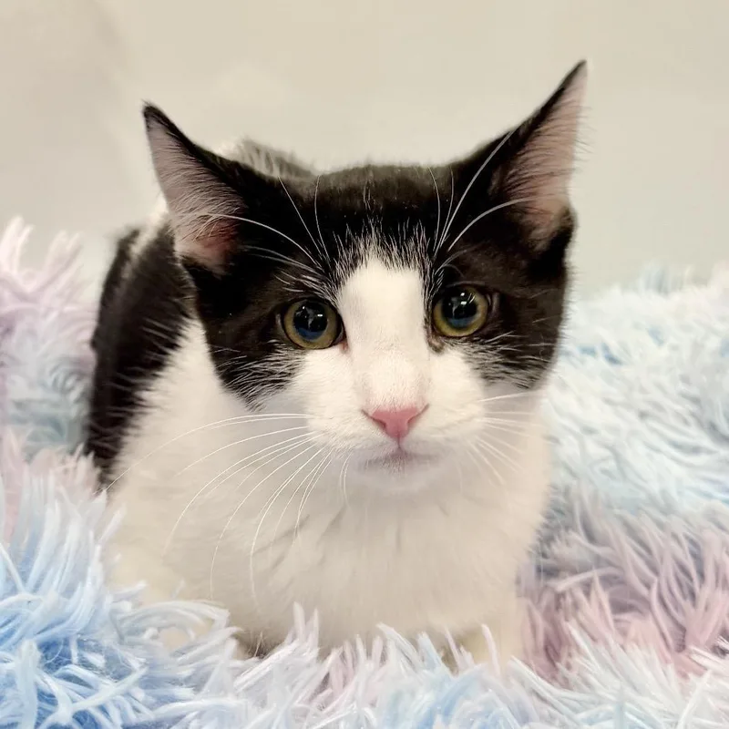 A baby small-sized male White Domestic Short Hair cat named Portobello for adoption in East Hampton, NY