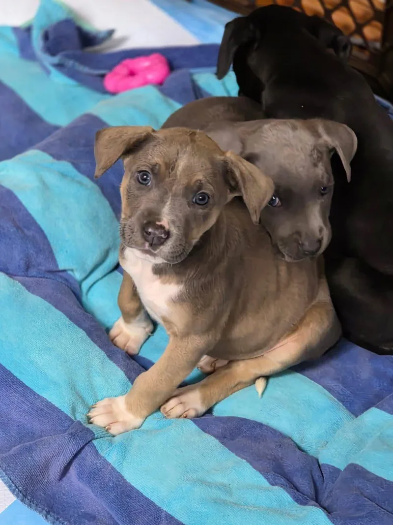 A baby medium-sized female Apricot / Beige Mixed Breed dog named Pebble for adoption in Orland Park, IL