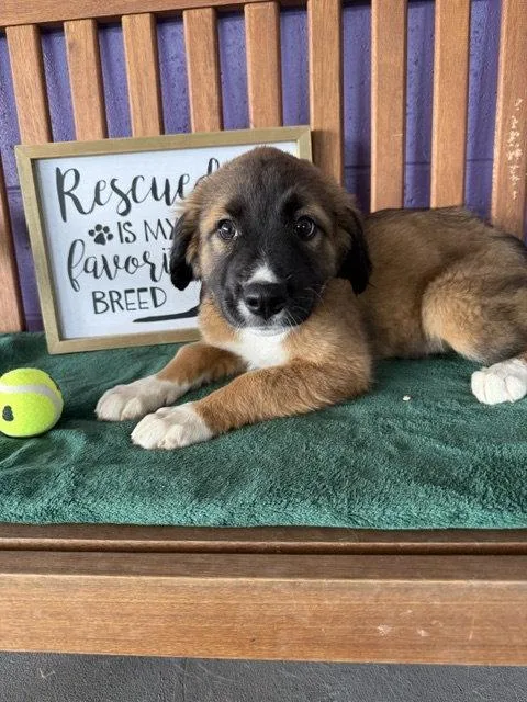 A baby large-sized female Shepherd dog named Anna for adoption in North Prairie, WI
