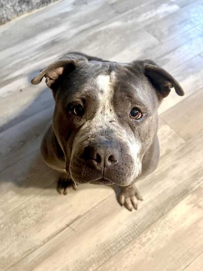 A senior large-sized male Mixed Breed dog named Big Mac for adoption in Rochester , NY