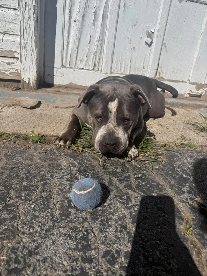 Big Mac thumbnail 4
