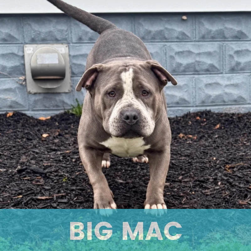 Big Mac thumbnail 5