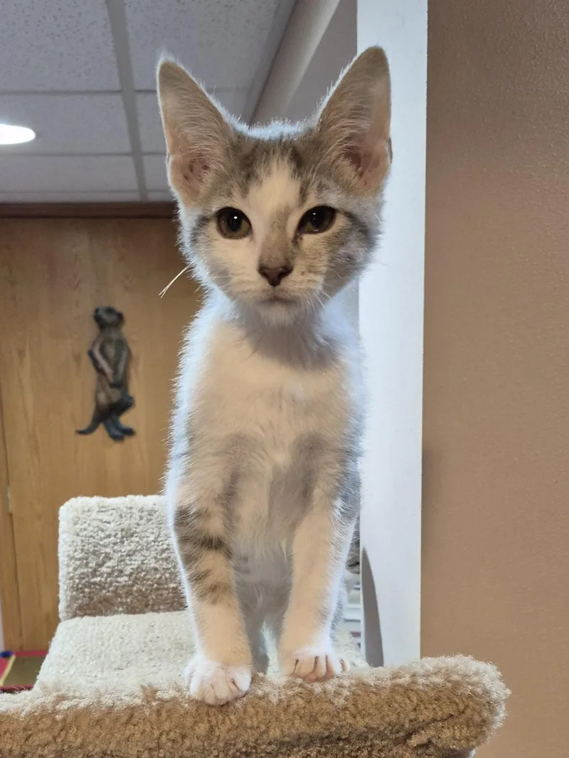 A baby medium-sized male Domestic Short Hair cat named Rigel for adoption in Milwaukee, WI