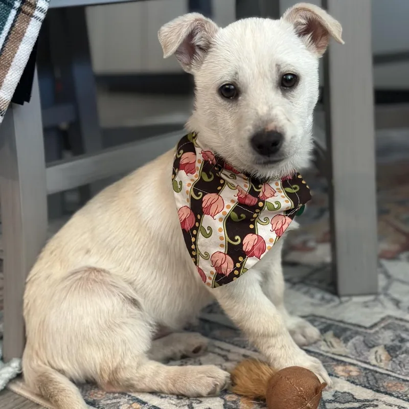 A baby small-sized female White / Cream Mixed Breed dog named Vanilla for adoption in Buffalo, MN