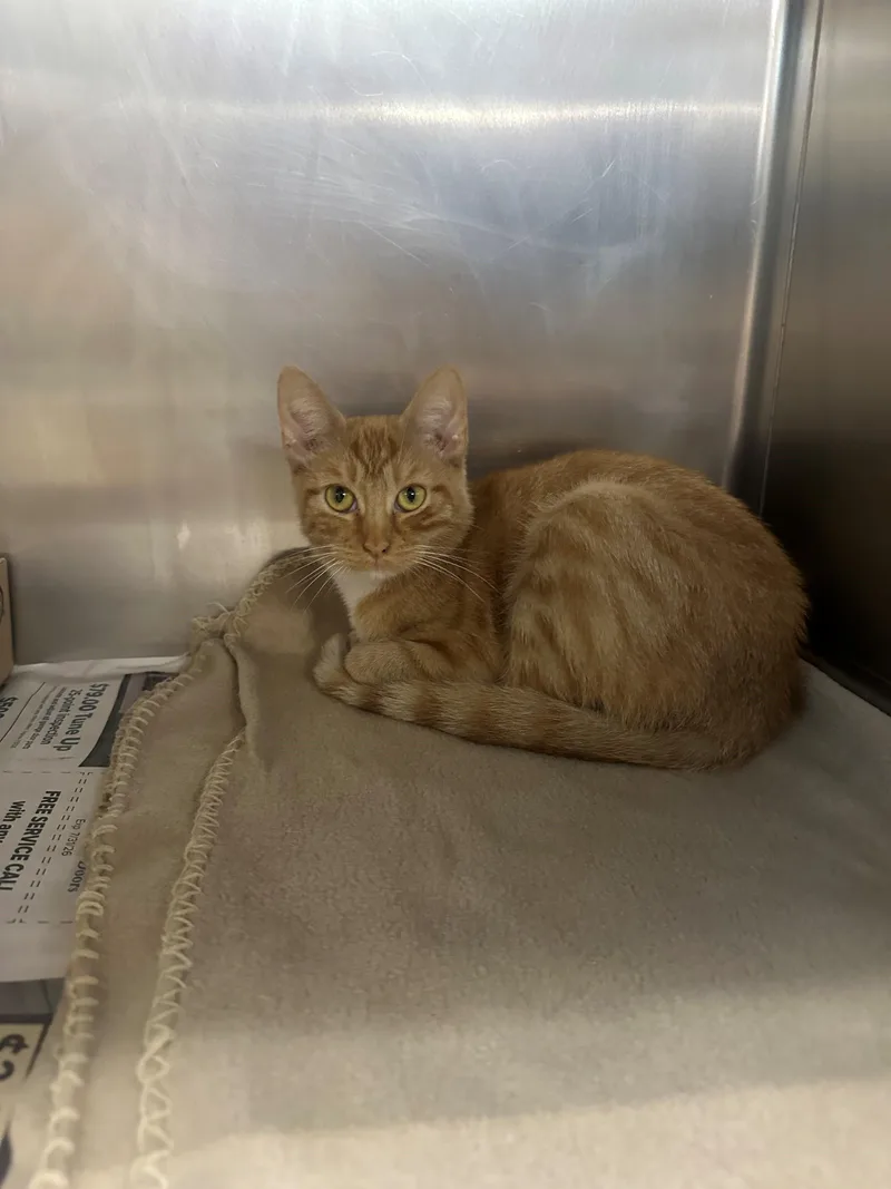 An adult medium-sized female Tabby (Orange / Red) Domestic Short Hair cat named Mama Bear for adoption in Edison, NJ