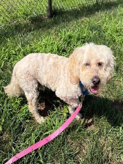 A senior small-sized male Poodle dog named Rags for adoption in Leesburg, VA