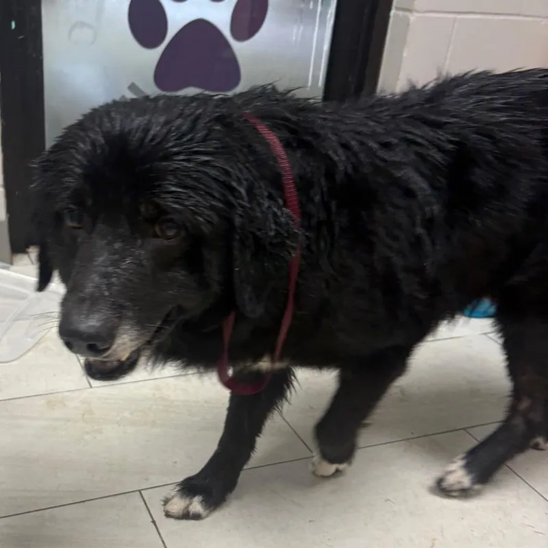 An adult large-sized male Black Bernese Mountain Dog dog named Earl for adoption in Lufkin, TX