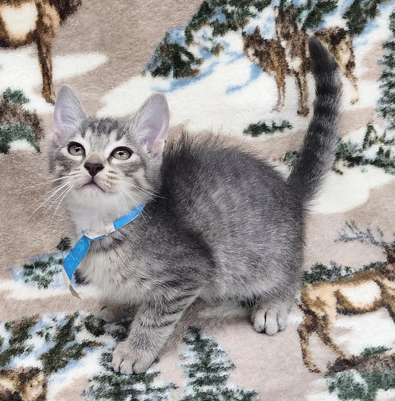 An adult medium-sized male Domestic Short Hair cat named Mark for adoption in Wetumpka, AL