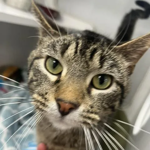 A young medium-sized male Brown / Chocolate Domestic Short Hair cat named Atticus for adoption in Chaska, MN
