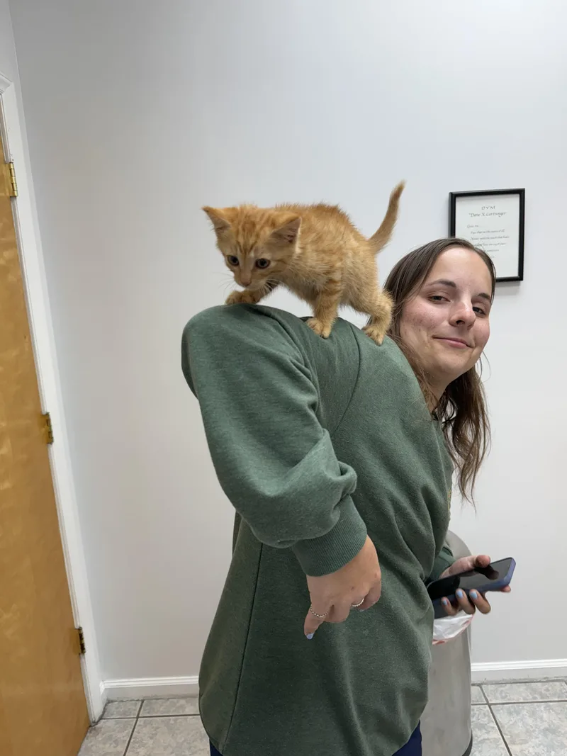 A baby medium-sized male American Shorthair cat named Oliver for adoption in Marvin, NC