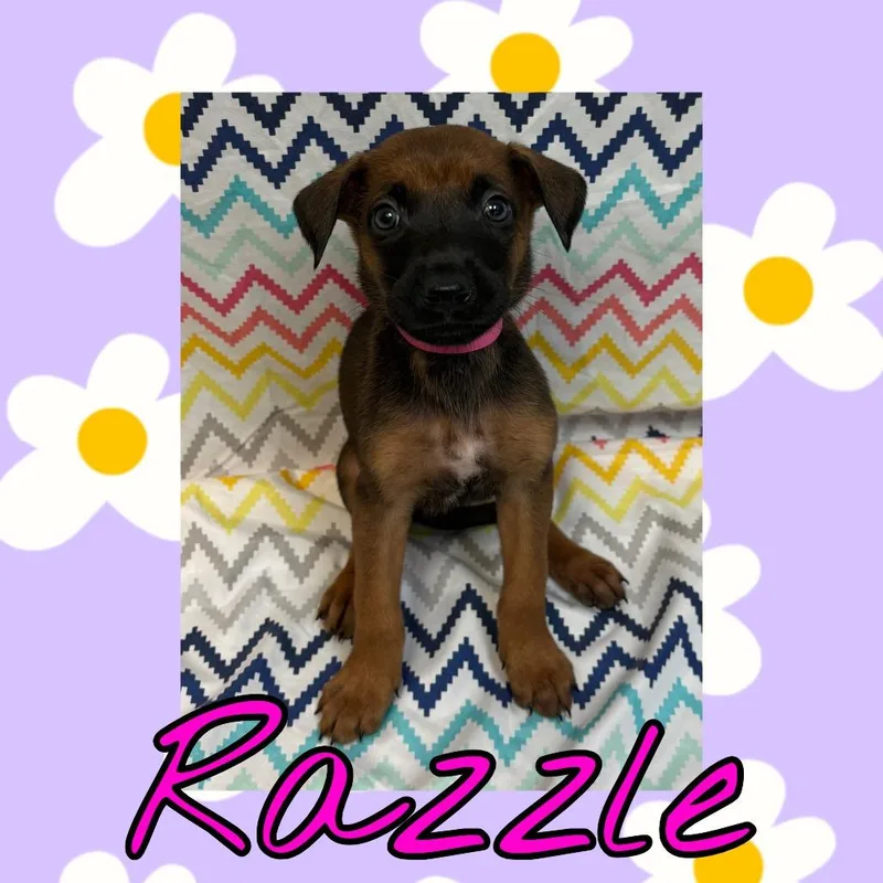 A baby large-sized female Brown / Chocolate Doberman Pinscher dog named Razzle for adoption in Royse City, TX