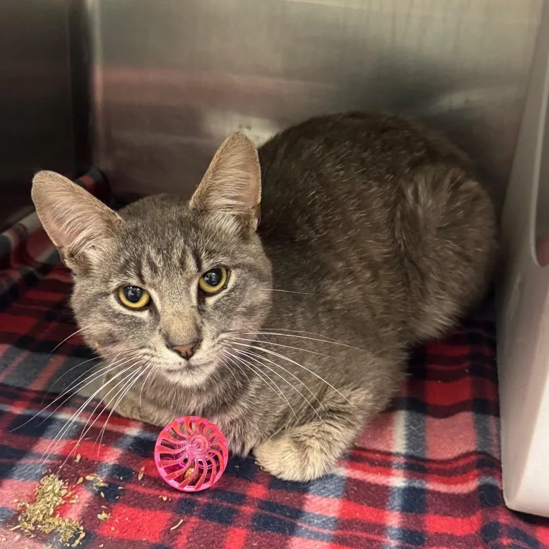 An adult medium-sized male Gray / Blue / Silver Domestic Short Hair cat named Tobias for adoption in Waukesha, WI