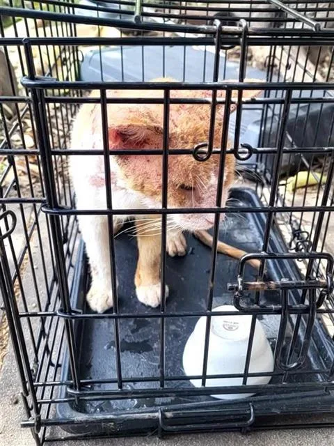 An adult large-sized male Domestic Short Hair cat named Shade for adoption in San Antonio, TX