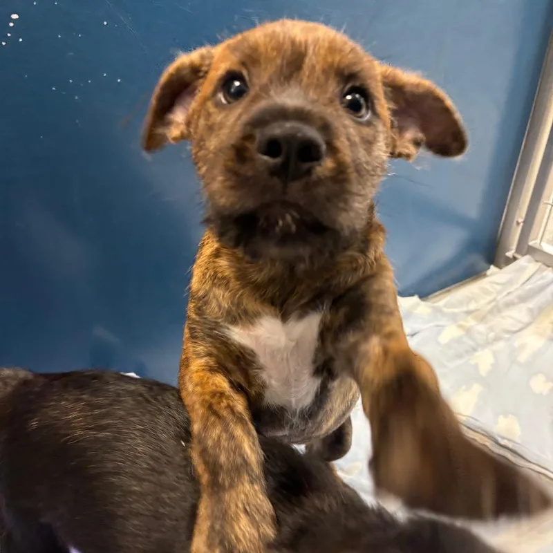A baby medium-sized male Brindle Mixed Breed dog named Squishkin for adoption in Washington Township, OH