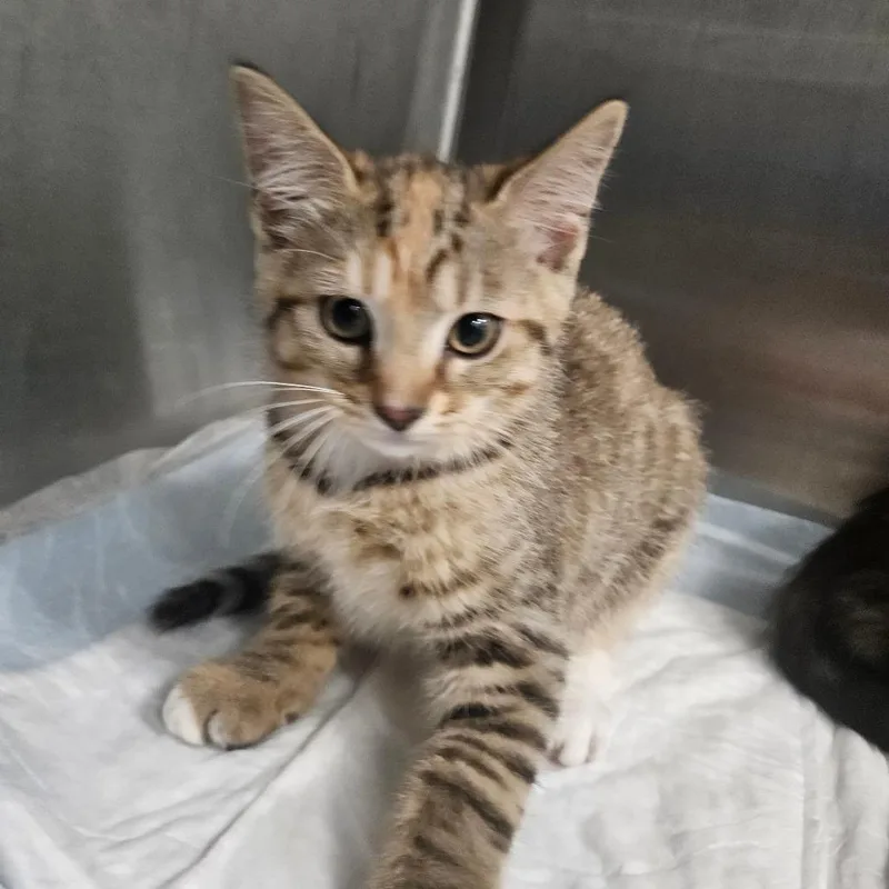 A baby small-sized female Buff / Tan / Fawn Domestic Short Hair cat named St. Charles Place for adoption in Greensboro, NC