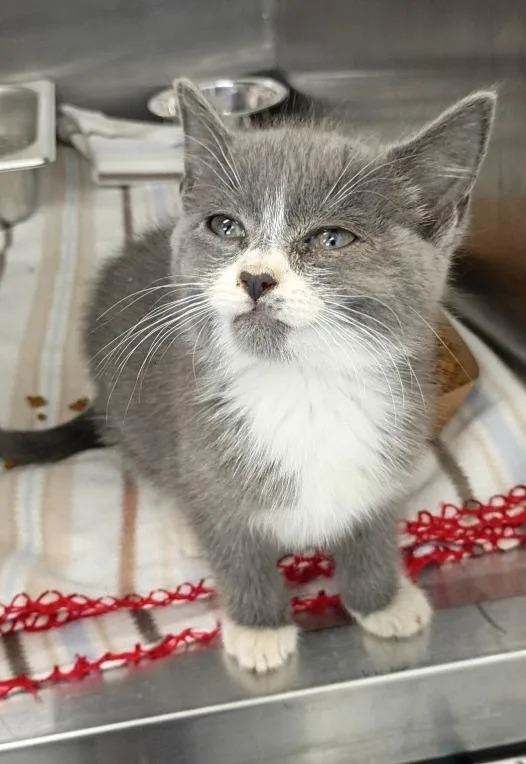 A baby medium-sized female Domestic Short Hair cat named Tanjiro for adoption in Hartsville, SC