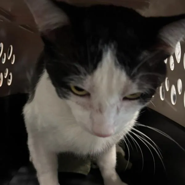 An adult small-sized male Domestic Short Hair cat named Trent for adoption in Des Moines, IA