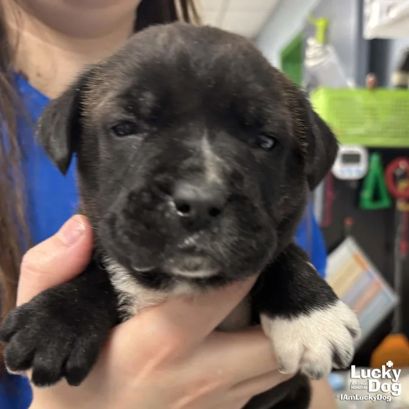 A baby medium-sized male Labrador Retriever dog named Willy for adoption in Washington, DC