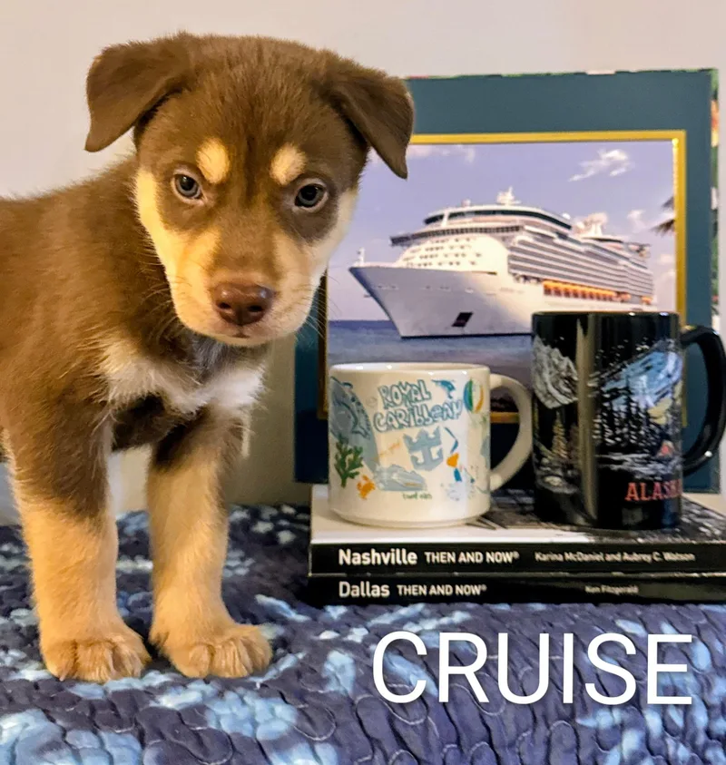 A baby small-sized male Siberian Husky dog named Cruise for adoption in polkton, NC