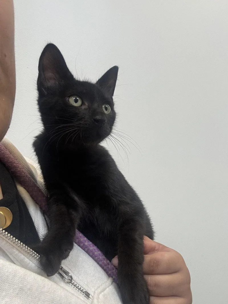 A young small-sized male Domestic Short Hair cat named Honey Badger for adoption in Hilton Head Island, SC
