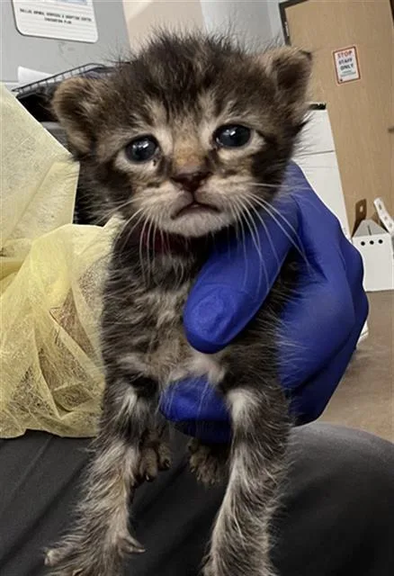 A baby medium-sized male Domestic Short Hair cat named Copper for adoption in Dallas, TX
