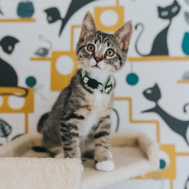 A baby medium-sized female Tabby (Tiger Striped) Domestic Short Hair cat named Isis for adoption in Kentwood, MI