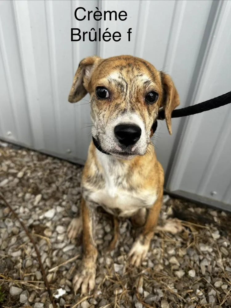 Creme Brulee thumbnail 3