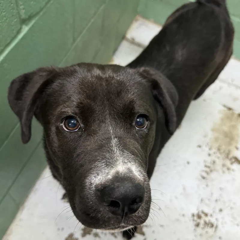 A young medium-sized male Black Labrador Retriever dog named Gus for adoption in Springboro, OH