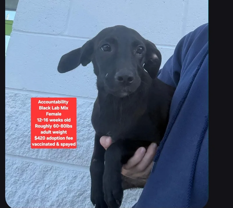 A baby large-sized female Black Labrador Retriever dog named Accountability for adoption in Oviedo, FL
