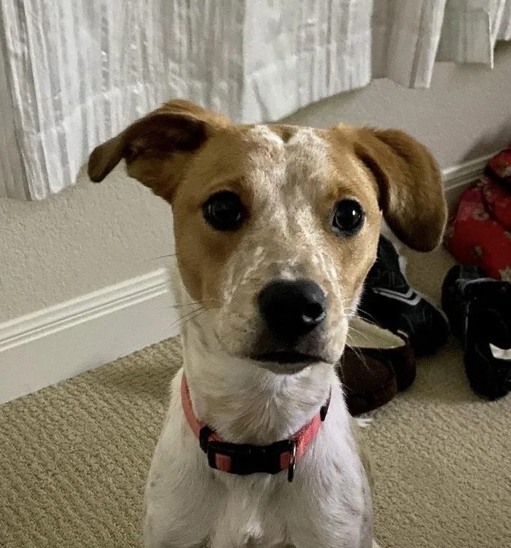 An adult medium-sized female Australian Cattle Dog / Blue Heeler dog named Bailey for adoption in New Braunfels, TX