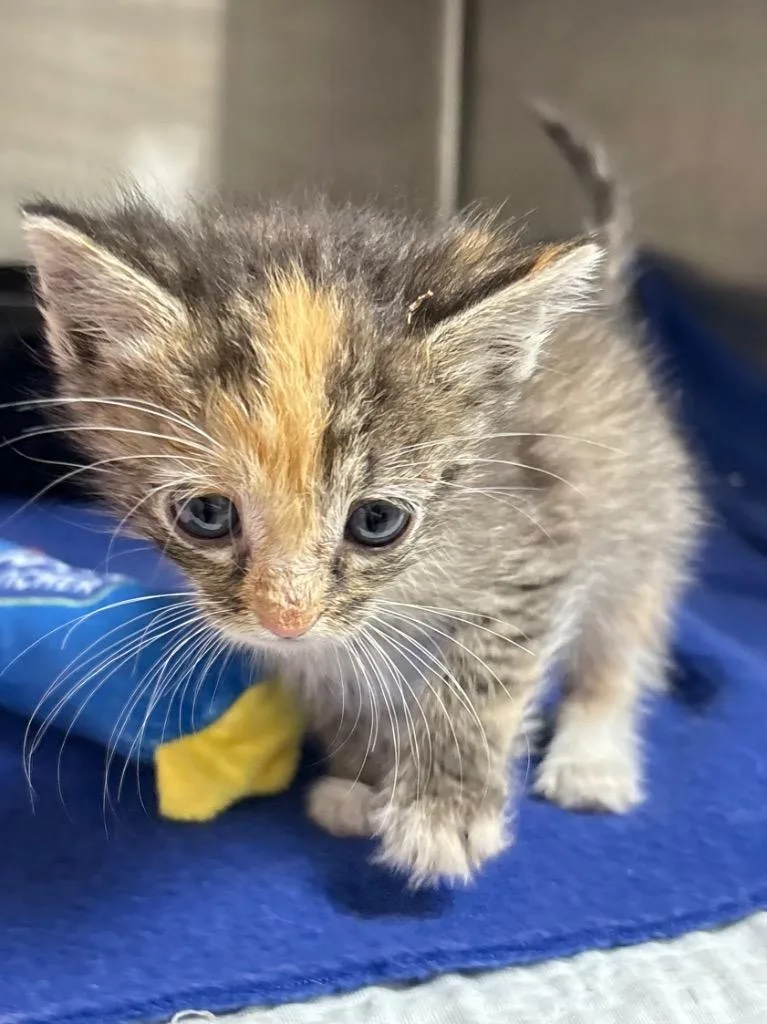 A baby medium-sized female Domestic Short Hair cat named Philippa  Ac  for adoption in Greeneville, TN