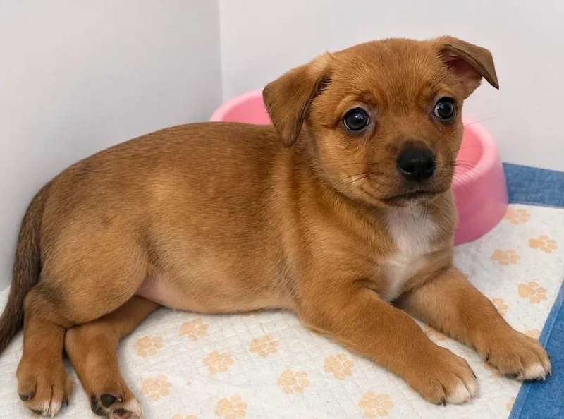 A baby small-sized female Tricolor (Brown, Black, & White) Chihuahua dog named Whimsy for adoption in Shawnee, OK