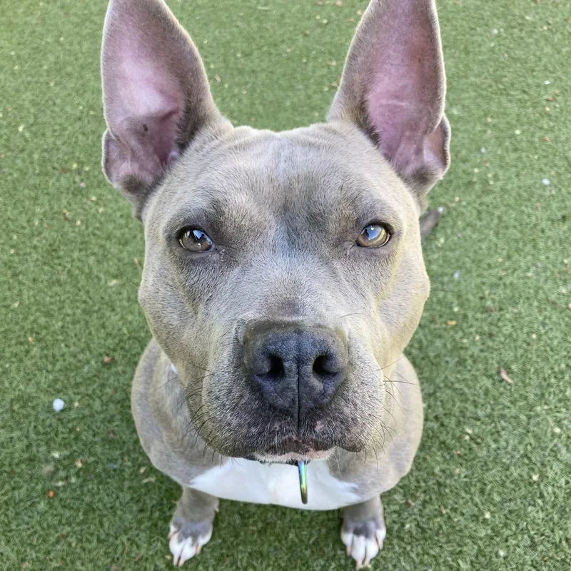 An adult medium-sized female Gray / Blue / Silver Mixed Breed dog named Pookie for adoption in Providence, RI