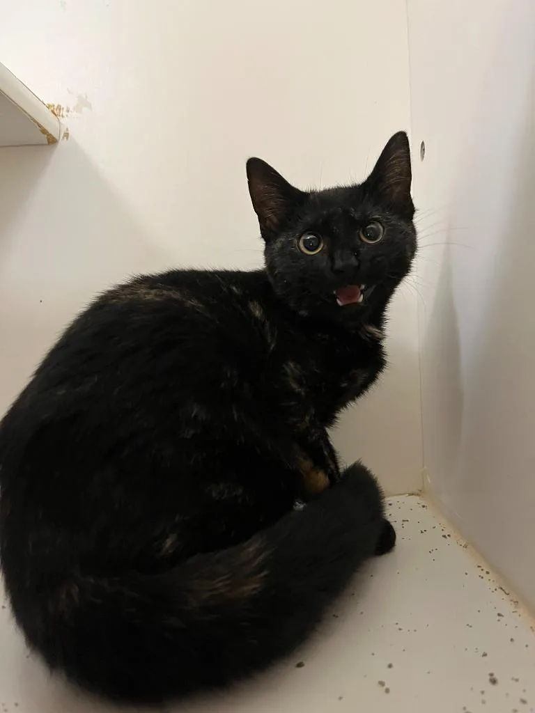 A young medium-sized female Domestic Short Hair cat named Cat Condo for adoption in Greenville, TX