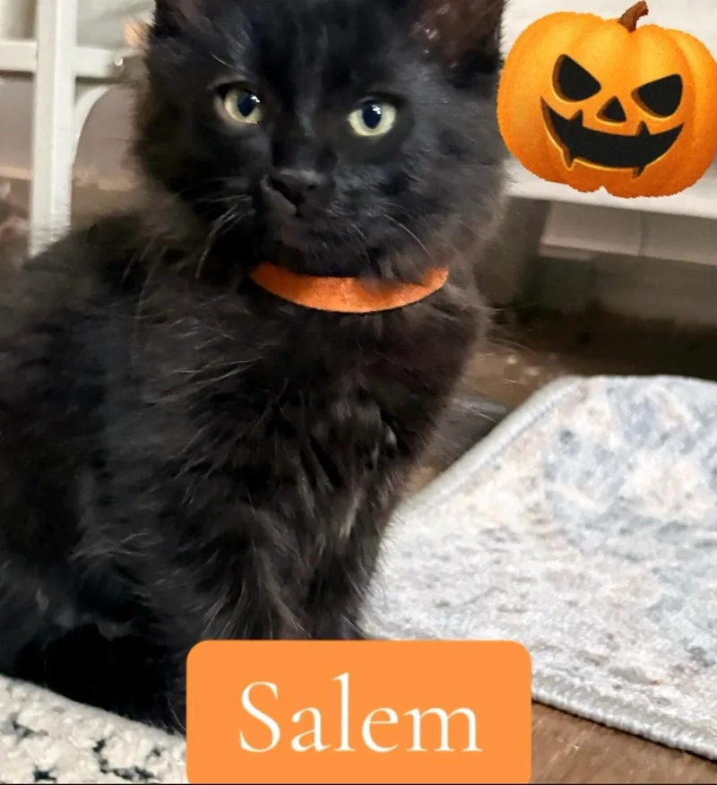 A baby medium-sized male Domestic Medium Hair cat named Salem for adoption in Reno, NV
