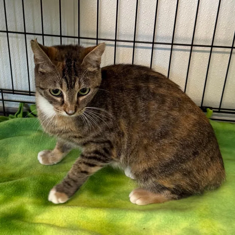A young medium-sized female Calico American Bobtail cat named Teton for adoption in Brownsboro, AL