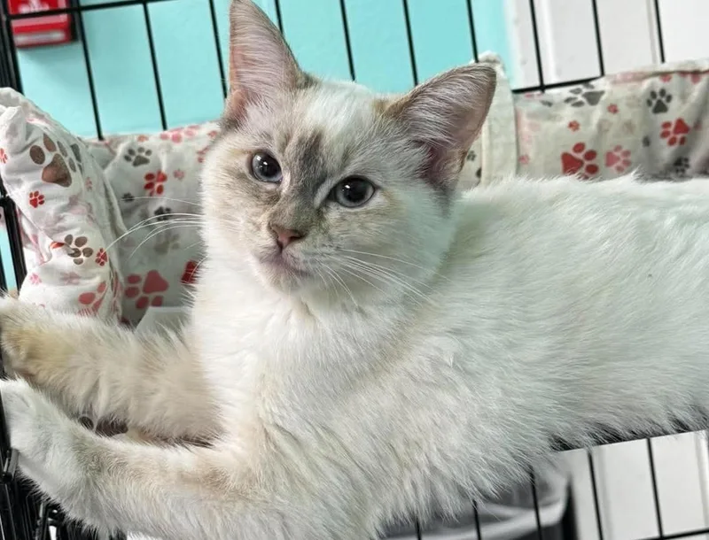 A young medium-sized female White Snowshoe cat named Bean Sprout for adoption in Baltimore, MD