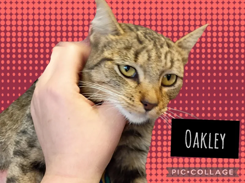 A young small-sized female Domestic Short Hair cat named Oakley for adoption in Muncie, IN
