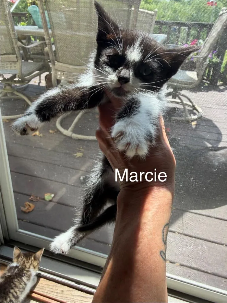 A baby large-sized female Domestic Short Hair cat named Marcie for adoption in Glenfield, NY