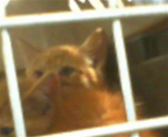 A baby small-sized female Domestic Short Hair cat named Clemetine for adoption in Charlotte, NC