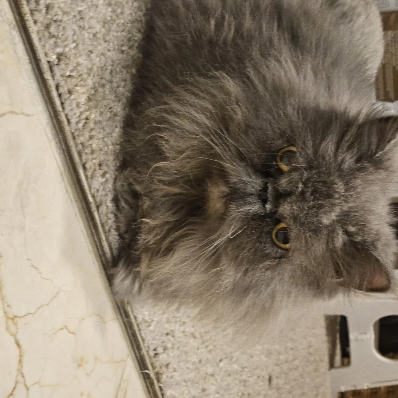 A senior medium-sized female Gray / Blue / Silver Persian cat named Harriet for adoption in Orlando, FL