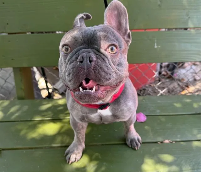 A young medium-sized male French Bulldog dog named Choco for adoption in Baldwin Park, CA
