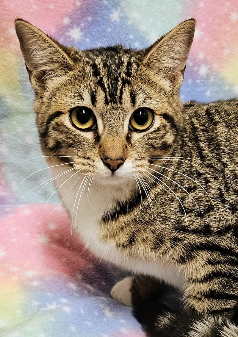 A baby medium-sized female Tabby (Brown / Chocolate) Domestic Short Hair cat named Ginger Rancho Cucamonga for adoption in Yorba Linda, CA